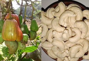 Samarthgreens Cashew Plant