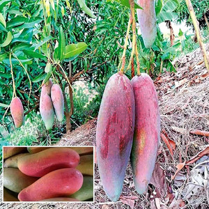 GISLENUS Mango Plant