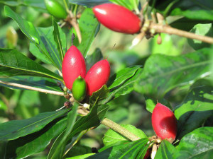 Spicejar Miracle Fruit