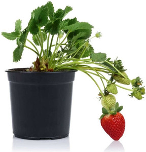 natikrd Strawberry Plant