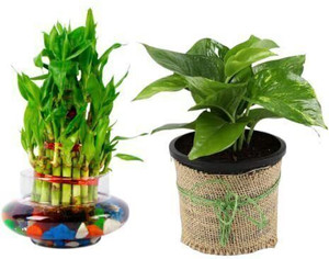 JESAA GREENS Money Plant, Bamboo Palm Plant