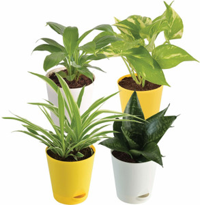 UGAOO Spider Plant, Money Plant, Peace Lily Plant, Snake Plant
