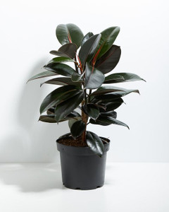 RUBBERPLANT RAJDHANINURSERY Rubber Tree