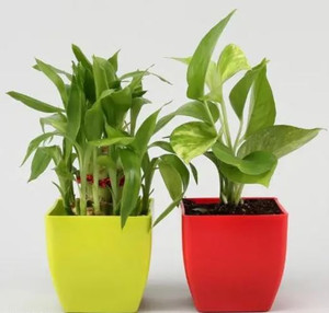 Gabbro Money Plant, Two Layer Bamboo Plant