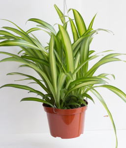 YourPlant Spider Plant