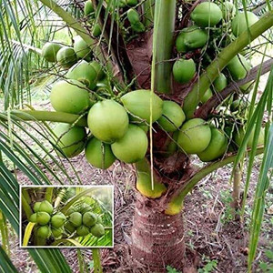 ToolQuit Coconut Plant