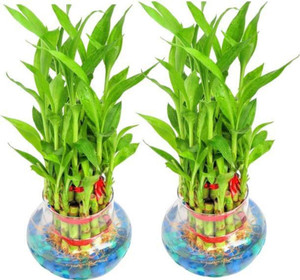 Cloud Farm Lucky Bamboo Straight Stick