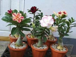 Cloud Farm Adenium Plant