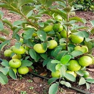 Aziz Gazi Nursery Guava Plant