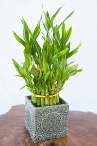 AGRAWBIC Two Layer Bamboo Plant