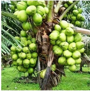 mondal nursury Coconut Plant