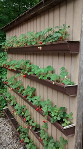PLaNeTree Strawberry Plant