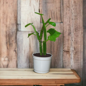 Nature House Cissus Plant