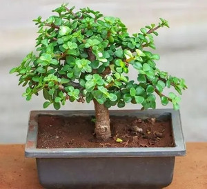 MondallNursery Jade Plant