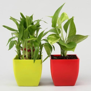JESAA GREENS Money Plant, Two Layer Bamboo Plant