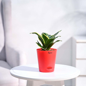 UGAOO Sansevieria Plant