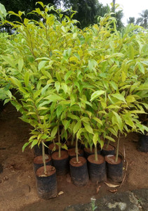 SHADOWBHANDER Agarwood Plant