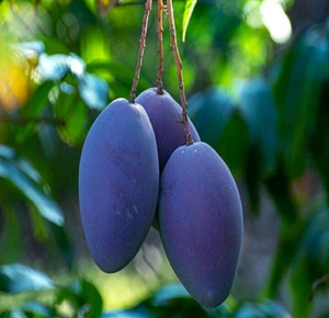 Aquinnah Mango Plant
