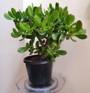 ONLINE PLANT BAZAR Jade Plant