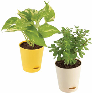 UGAOO Jade Plant, Variegated Money Plant