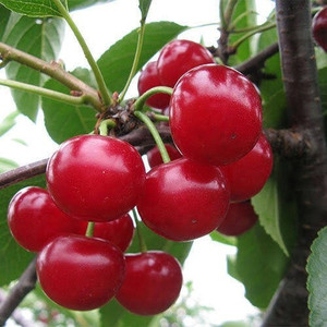 Brazilian Sweet Grafted Cherry Fruit Plant