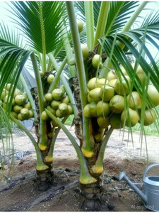 NurseryFriends Coconut Plant