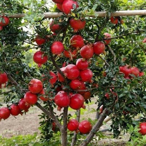 Cloud Farm Pomegranate Plant