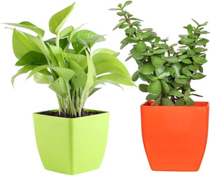 JESAA GREENS Money Plant, Jade Plant