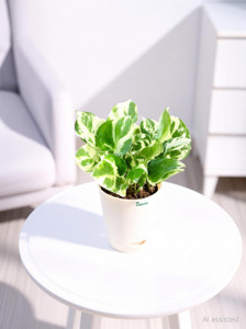 UGAOO Njoy Money Plant