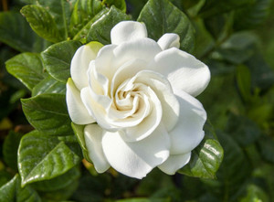 ayaan global plants Jasmine Plant