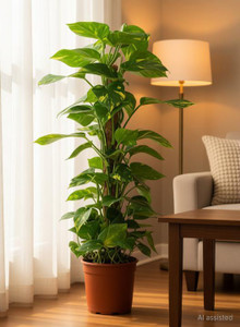 nensy Money Plant