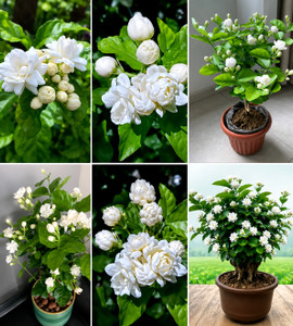 ZXXYANBI Jasmine Plant, Night Bloom Jasmine Plant, Crape Jasmine Plant, Arabian Jasmine Plant