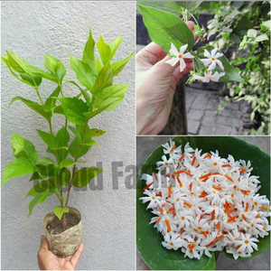 Cloud Farm Parijat/Harsingar Plant