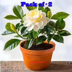 Ankur Farm Jasmine Plant