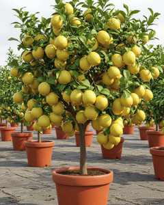 GIFTZHUB Lemon Plant