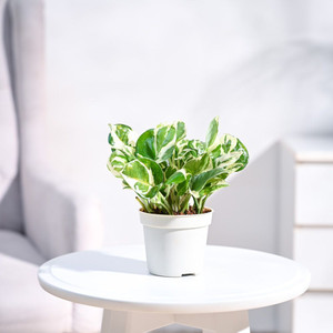 UGAOO Njoy Money Plant