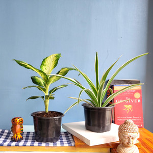 FALIANURSERY Spider Plant