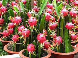 Cloud Farm Dragon Tree
