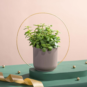 UGAOO Jade Plant