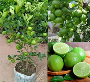 Cloud Farm Lemon Plant