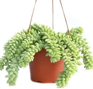 LifeShowMe Succulents Plant