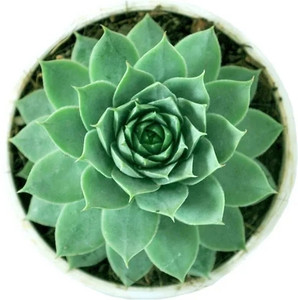 Phulwa Laxmi kamal plant Rosemary Plant