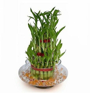 JESAA GREENS Three Layer Bamboo Plant