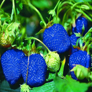 Cloud Farm Strawberry Plant