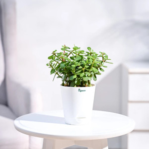 UGAOO Jade Plant