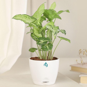 नर्चरिंग ग्रीन सिंगोनियम प्लांट पौधा