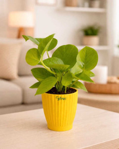 UPVAN Money Plant
