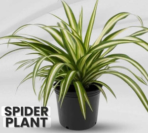 SHILPIB Spider Plant