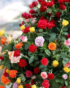 PlantsCorner Rose Plant