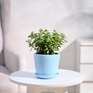 UGAOO Jade Plant